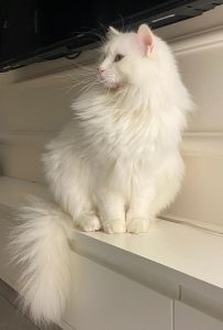 波斯猫咬人怎么办？科学应对让它温柔（波斯猫会咬人吗）