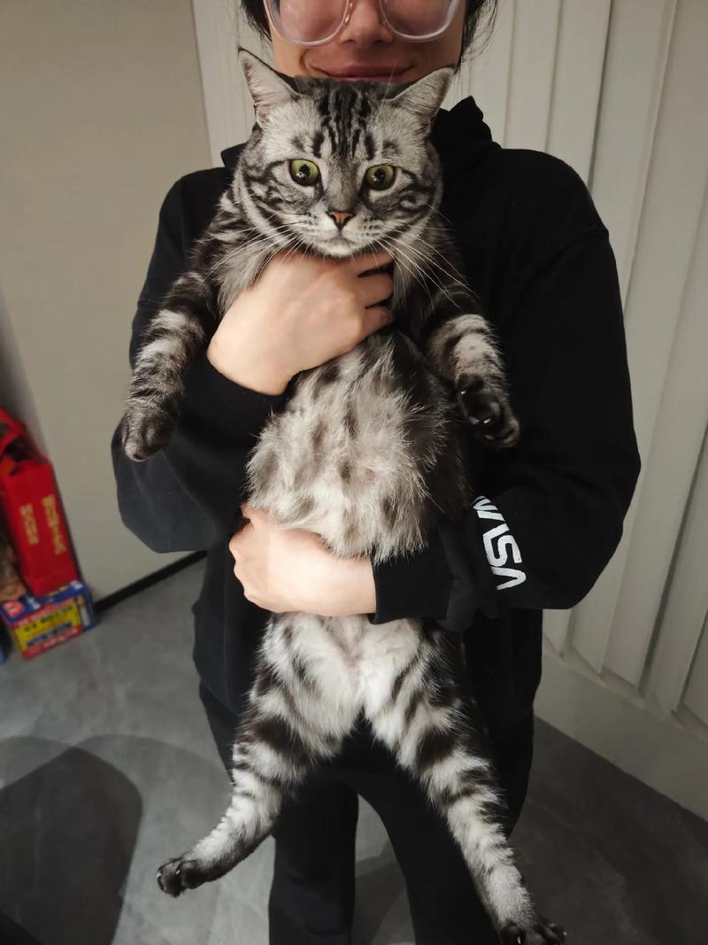 领地气味多样睡姿敏感互动(黑色虎斑猫图片) 领地气味多样睡姿敏感互动(黑色虎斑猫图片)
