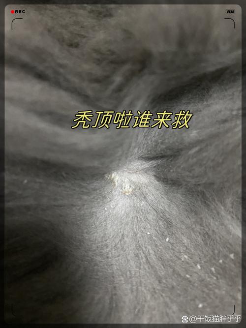 猫咪脸白虫子怎么回事？（猫咪脸上有白色的小虫）