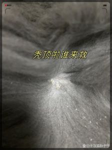 猫咪脸白虫子怎么回事？（猫咪脸上有白色的小虫）