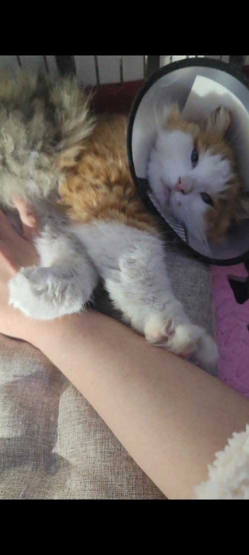 猫咪剪毛好与坏?需谨慎!(猫咪的毛可以剪短吗) 猫咪剪毛好与坏?需谨慎!(猫咪的毛可以剪短吗)