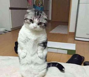 可爱滑稽背后的健康关爱（折耳猫瞪人表情包）