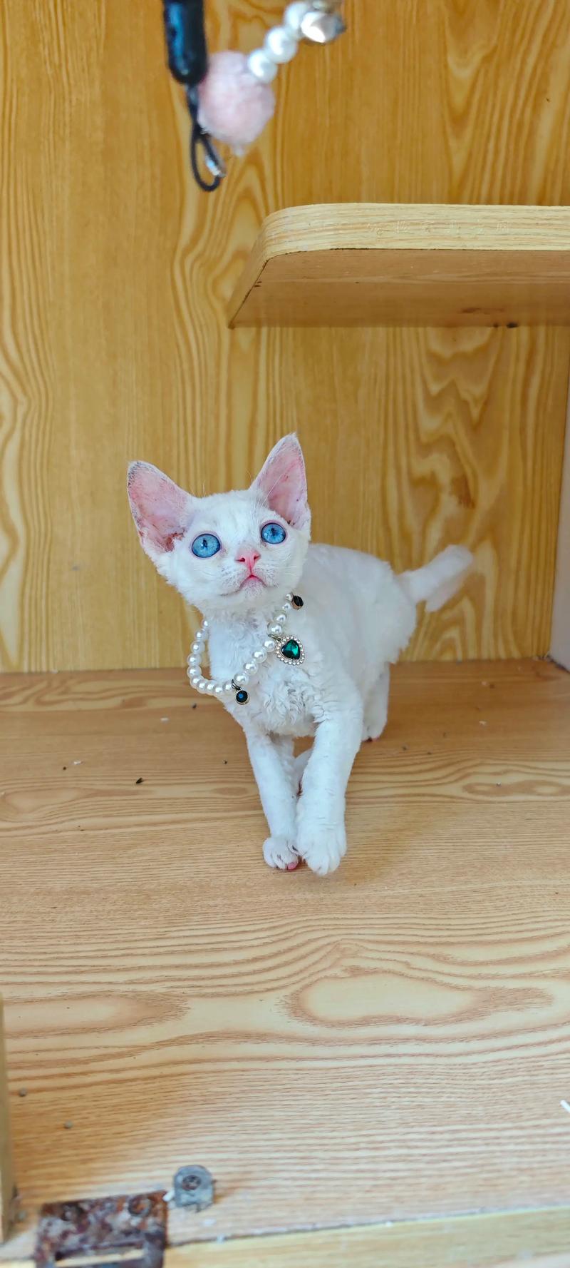 多种猫咪的统称,养护需注意(白色蓝眼睛的猫是什么品种) 多种猫咪的统称,养护需注意(白色蓝眼睛的猫是什么品种)