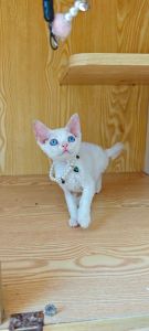 多种猫咪的统称，养护需注意（白色蓝眼睛的猫是什么品种）