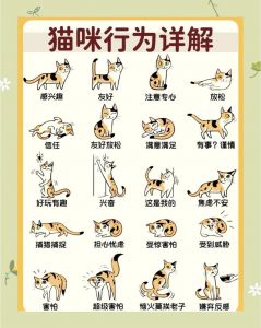 蹭你跟在你后边在你身边睡觉（哪些动作说明猫认主人）