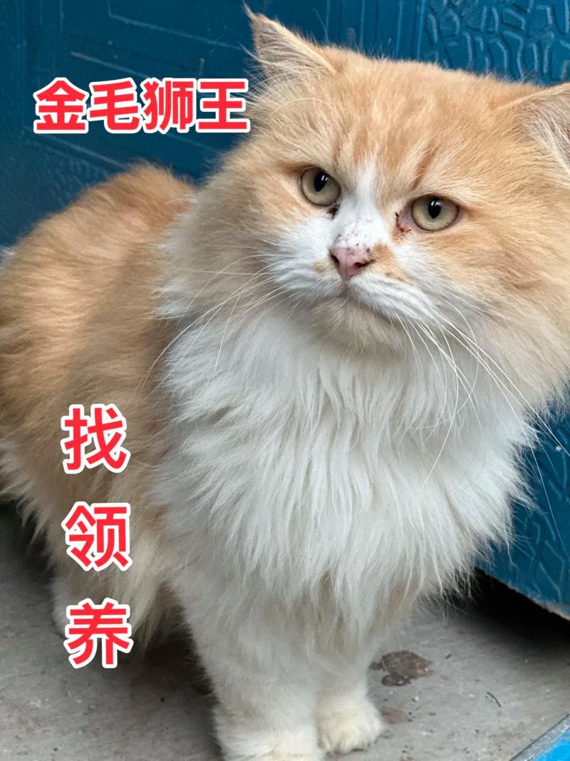 防打结少掉毛,健康舒适好方法(长毛猫多久梳一次毛) 防打结少掉毛,健康舒适好方法(长毛猫多久梳一次毛)
