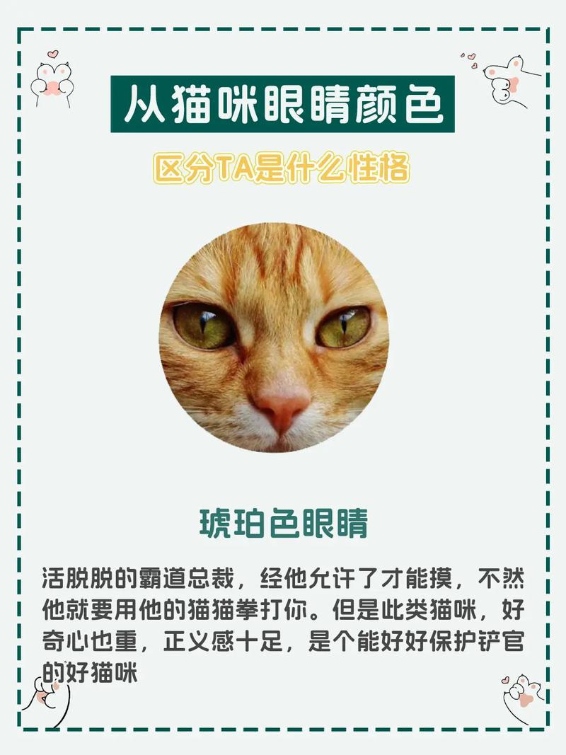 猫咪眼睛颜色与性格的关系(各种眼睛颜色不一样的猫说法) 猫咪眼睛颜色与性格的关系(各种眼睛颜色不一样的猫说法)