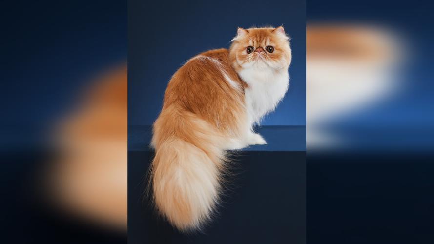 专配波斯猫,美毛健胃好选择(波斯猫ra32) 专配波斯猫,美毛健胃好选择(波斯猫ra32)