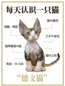 体型价格性格（德文卷毛猫养公的好还是母的好）