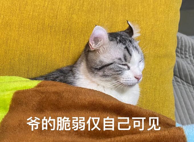 耳朵形状不同,健康差异大!(卷耳猫和折耳猫的区别) 耳朵形状不同,健康差异大!(卷耳猫和折耳猫的区别)