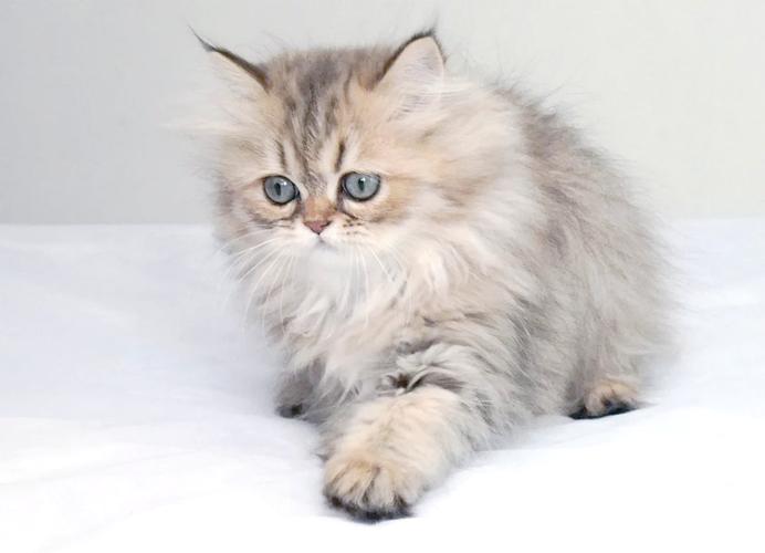 优雅长毛猫,温柔陪伴好伙伴(金吉拉是什么品种的猫) 优雅长毛猫,温柔陪伴好伙伴(金吉拉是什么品种的猫)