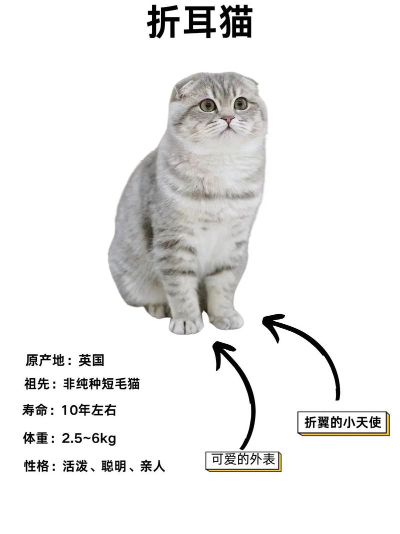 停止养折耳猫,它们天生痛苦!(为什么养折耳猫很残忍) 停止养折耳猫,它们天生痛苦!(为什么养折耳猫很残忍)