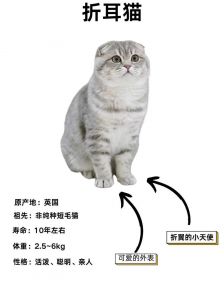 停止养折耳猫，它们天生痛苦！（为什么养折耳猫很残忍）