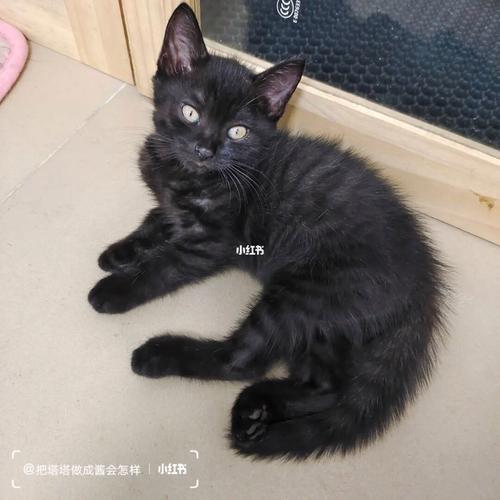 领地气味多样睡姿敏感互动(黑色虎斑猫图片) 领地气味多样睡姿敏感互动(黑色虎斑猫图片)