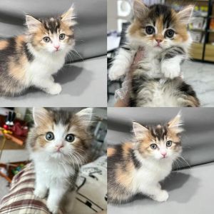 后悔养三花猫？缺点多性格闹人（三花猫图片大全大图）
