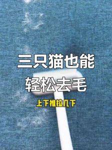 科学梳毛控猫毛，环境清洁勤维护（怎么清理猫毛最干净）