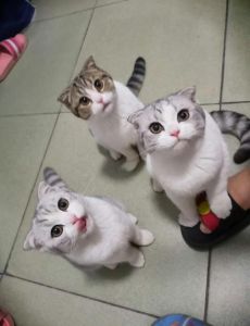 科学养护减轻关节痛（折耳猫能正常生活吗）