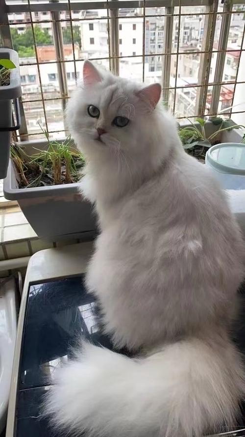 华丽外表 温和性格 宠物新选择(纯种波斯猫的图片) 华丽外表 温和性格 宠物新选择(纯种波斯猫的图片)