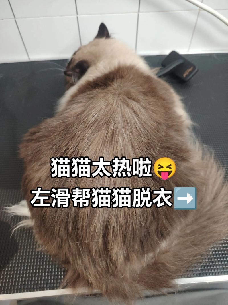 四月猫咪掉毛多?别剃毛,梳毛饮食是关键!(4月份可以给猫剃毛吗) 四月猫咪掉毛多?别剃毛,梳毛饮食是关键!(4月份可以给猫剃毛吗)