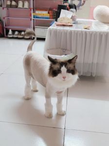 五月份猫咪脱毛多？不剃毛更安全，这样护理更好！（猫咪五月份可以剃毛吗）