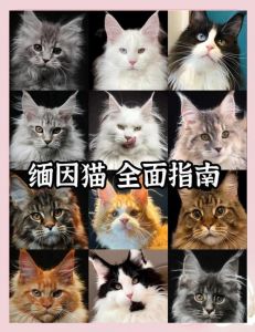 缅因猫忠诚不认人？粘人爱陪伴，如何加深感情？（缅因猫一生认几个主人）