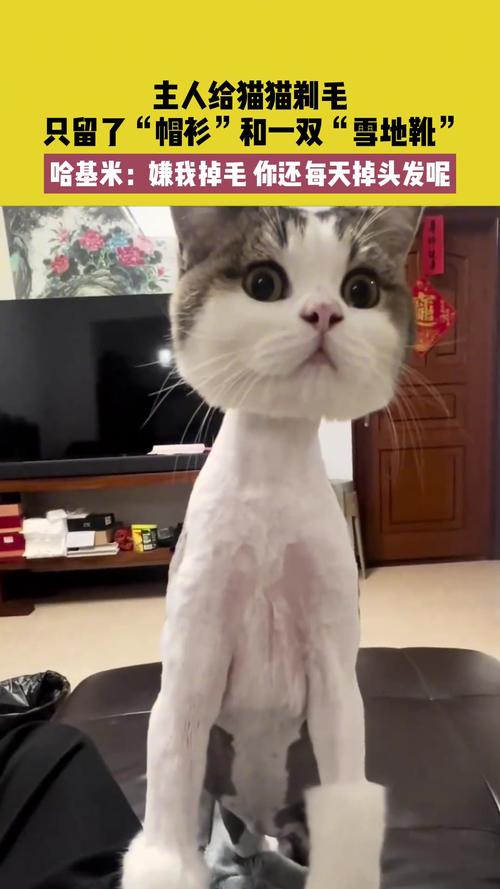 猫咪夏天不剃毛,科学防暑有方法(可以给猫咪剃毛吗) 猫咪夏天不剃毛,科学防暑有方法(可以给猫咪剃毛吗)