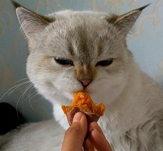 红薯可喂猫,但量要少要谨慎(小猫吃红薯有什么好处) 红薯可喂猫,但量要少要谨慎(小猫吃红薯有什么好处)