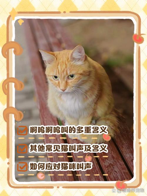 猫咪叫声饿了渴了不舒服?速来应对!(什么时候的猫叫需要理它) 猫咪叫声饿了渴了不舒服?速来应对!(什么时候的猫叫需要理它)
