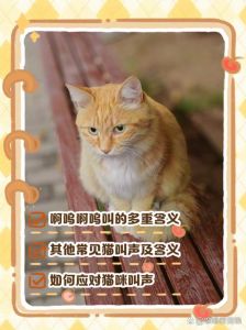 猫咪叫声饿了渴了不舒服？速来应对！（什么时候的猫叫需要理它）