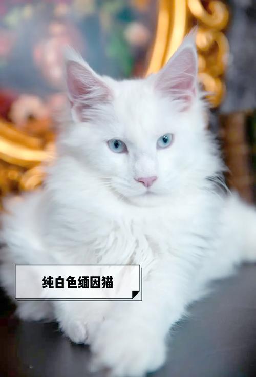 威严外表下的小粘人精(缅因猫认主人的表现) 威严外表下的小粘人精(缅因猫认主人的表现)