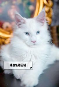 威严外表下的小粘人精（缅因猫认主人的表现）