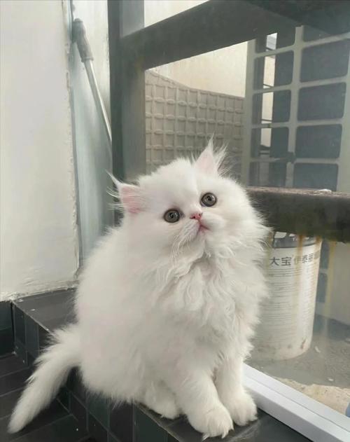 梳毛控食勤运动,护眼选粮保健康(波斯猫最忌三种东西) 梳毛控食勤运动,护眼选粮保健康(波斯猫最忌三种东西)