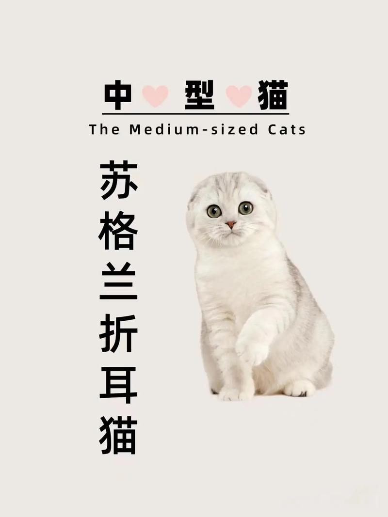 可爱温顺,需细护理防遗传病(折耳猫介绍) 可爱温顺,需细护理防遗传病(折耳猫介绍)