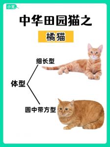 橘猫好养，波斯猫好看但娇贵（橘猫和波斯猫哪个更好养）