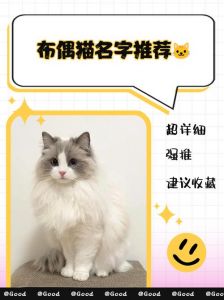 优雅福禄选什么？（布偶猫取名）