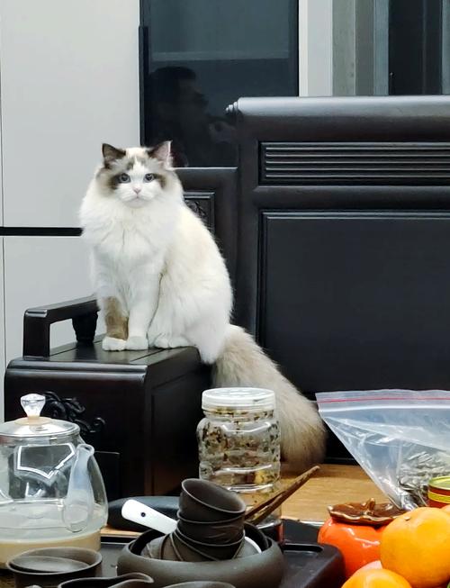 成年布偶猫换主人,耐心陪伴助其适应(成年布偶猫换个主人养的熟吗) 成年布偶猫换主人,耐心陪伴助其适应(成年布偶猫换个主人养的熟吗)