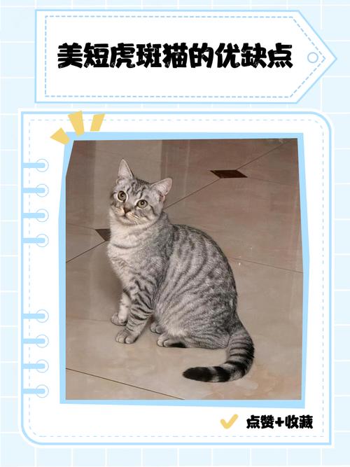 美短虎斑猫价格因血统外观地区供需而异(美短虎斑猫多少钱一只) 美短虎斑猫价格因血统外观地区供需而异(美短虎斑猫多少钱一只)