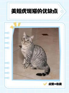 虎斑折耳猫价格2000-5000元，性格温和易养护（折耳虎斑猫多少钱一只）