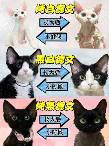 选猫咪？德文粘人暹罗活泼，选它看生活！（德文猫和暹罗猫哪个好养）