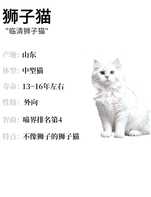 剃毛害处多,猫咪健康优先选温和护理(狮子猫剃毛有啥好处坏处) 剃毛害处多,猫咪健康优先选温和护理(狮子猫剃毛有啥好处坏处)