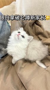 白色短腿，可爱又亲人（白色短腿猫是什么品种）