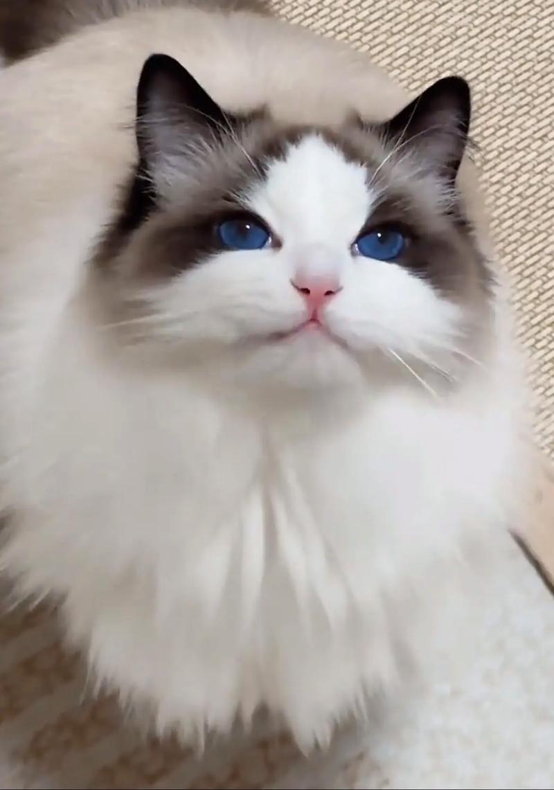 温顺需陪伴 梳理健康费(新手养布偶猫好吗) 温顺需陪伴 梳理健康费(新手养布偶猫好吗)
