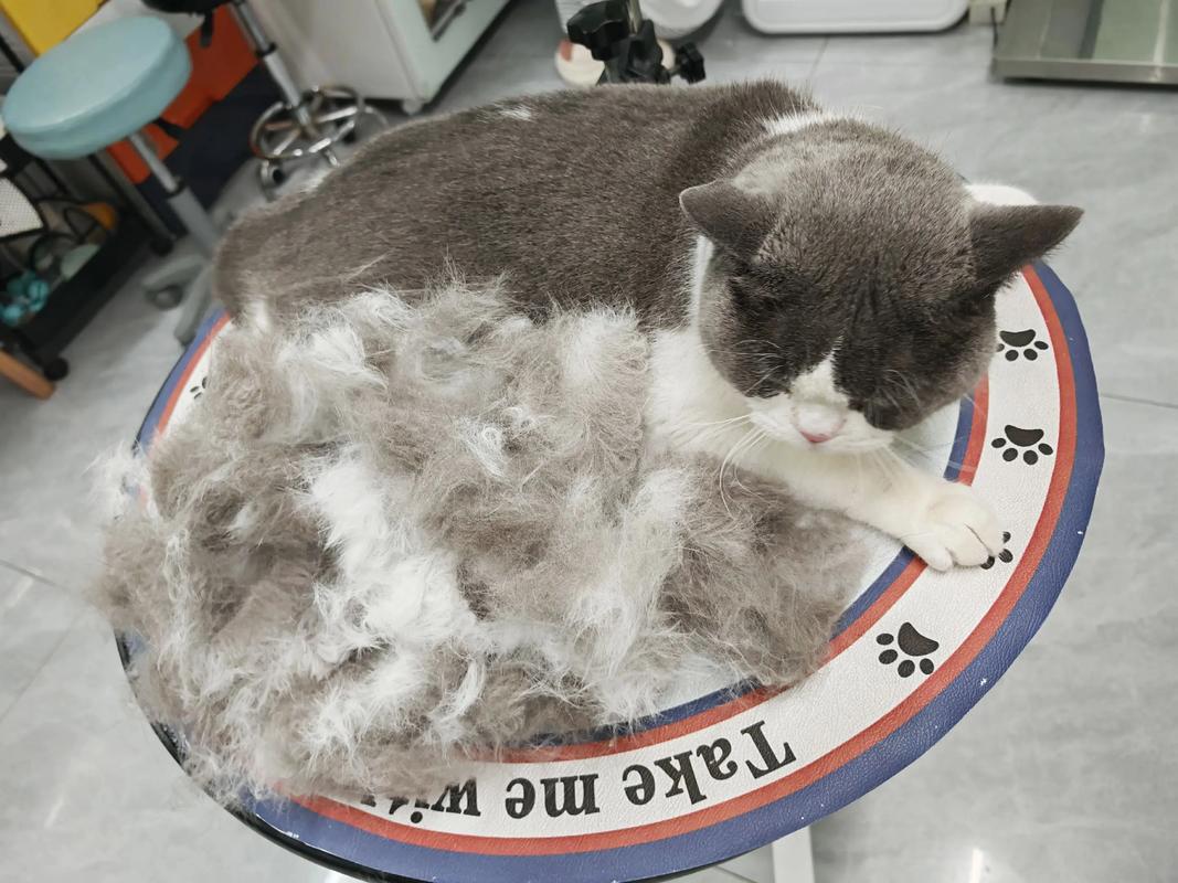 梳猫毛比洗澡好,防掉毛少焦虑(猫除废毛需要洗澡吗) 梳猫毛比洗澡好,防掉毛少焦虑(猫除废毛需要洗澡吗)