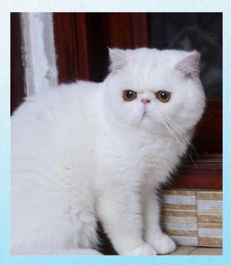 外貌性格大不同(波斯猫是加菲猫吗) 外貌性格大不同(波斯猫是加菲猫吗)