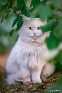 临清狮猫鸳鸯眼，罕见珍宠！（白猫眼睛一蓝一黄是什么品种）