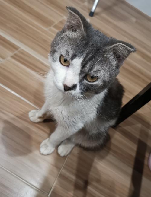 折耳猫寿命12-15年,科学喂养可延长(折耳猫能活多久) 折耳猫寿命12-15年,科学喂养可延长(折耳猫能活多久)
