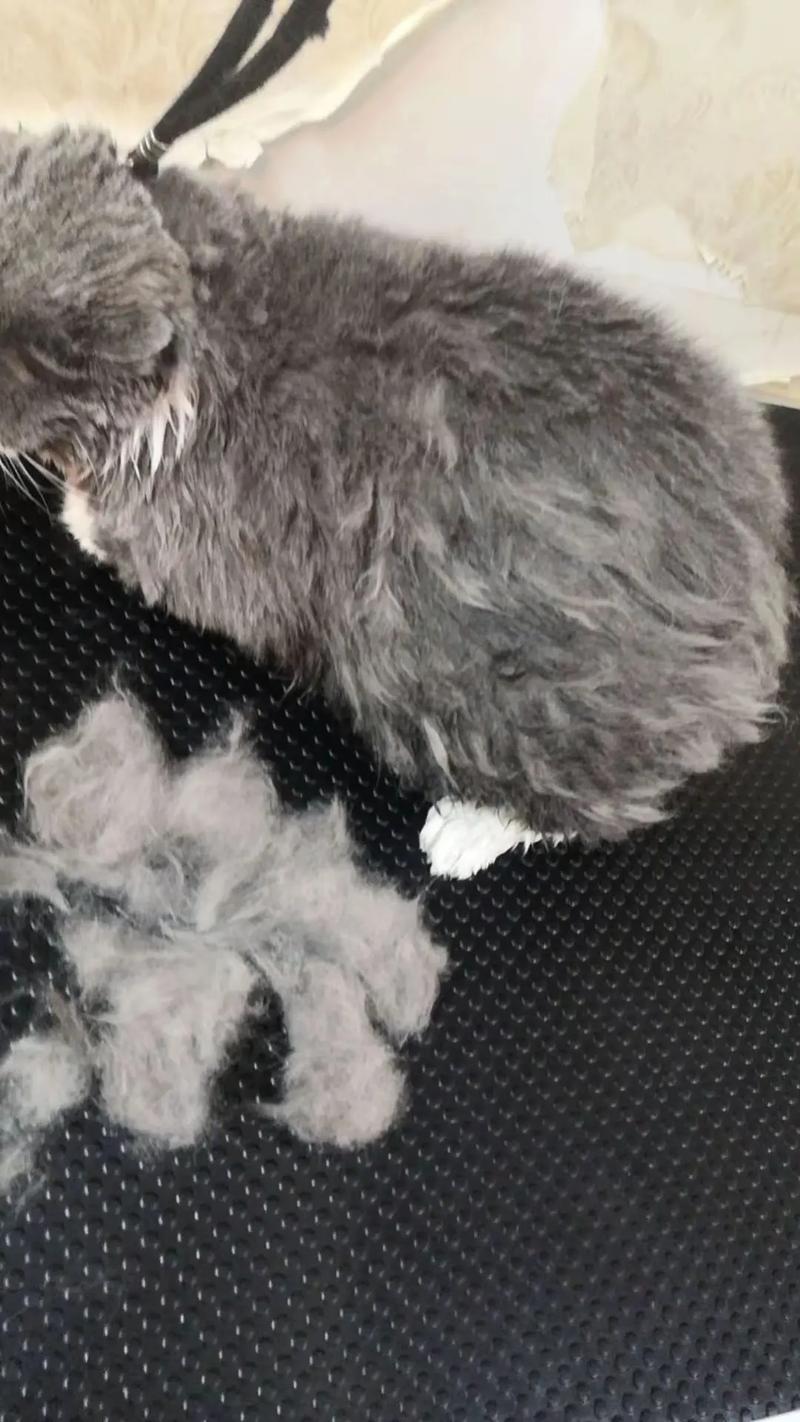 猫咪抗拒梳毛怎么办?(猫咪为啥不让人梳毛了) 猫咪抗拒梳毛怎么办?(猫咪为啥不让人梳毛了)