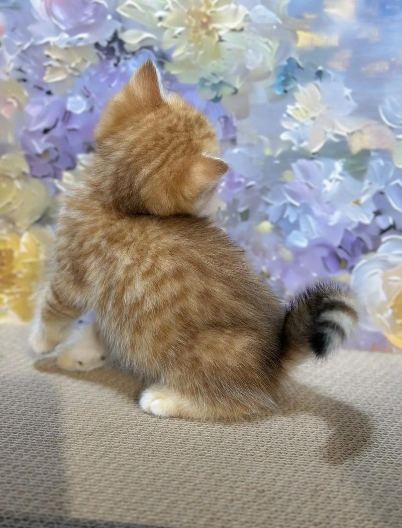 温顺可爱,好养又亲人(正宗金虎斑猫图片) 温顺可爱,好养又亲人(正宗金虎斑猫图片)