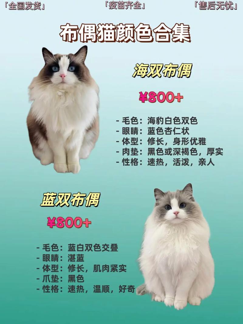 性别只是因素之一(布偶猫公的贵还是母的贵) 性别只是因素之一(布偶猫公的贵还是母的贵)