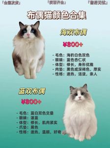 性别只是因素之一（布偶猫公的贵还是母的贵）